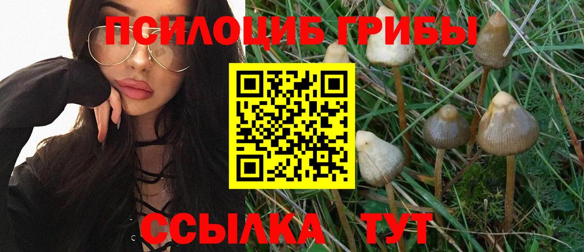 Псилоцибиновые грибы Psilocybine cubensis Бахчисарай